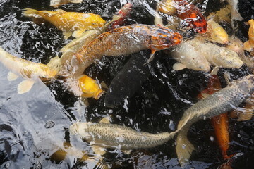 Obraz na płótnie Canvas colorful Cyprinus carpio are swimming in the koi pound close-up