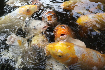 colorful Cyprinus carpio are swimming in the koi pound close-up