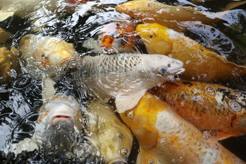 colorful Cyprinus carpio are swimming in the koi pound close-up