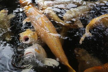 colorful Cyprinus carpio are swimming in the koi pound close-up