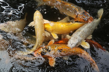 the colorful Cyprinus carpio are swimming in the koi pound close-up