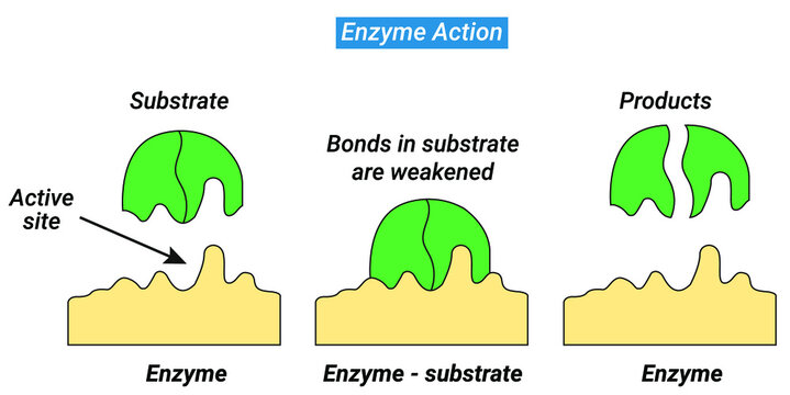 An enzyme attracts substrates to its active site, catalyzes the chemical reaction by which products are formed.