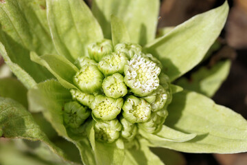 ふきのとう　3月