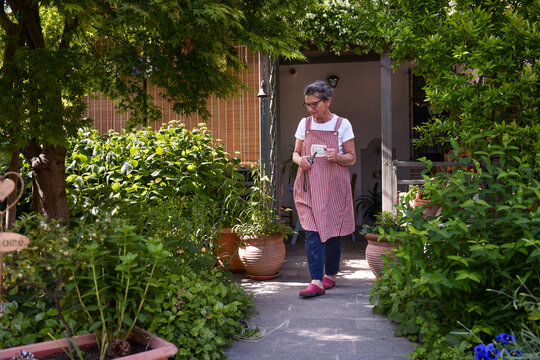 60 Year Old Woman In Her Home Garden Looking At The Plants, Wide Shot