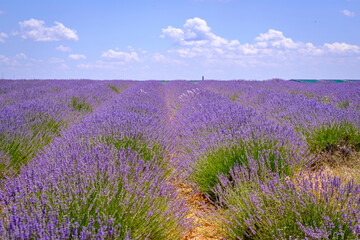 Lavender field in bloom in the province of Guadalajara (Spain)