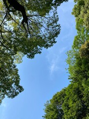 Obraz premium Sky and tree of Tokyo Japan, year 2022 May 