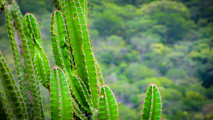 Brazilian caatinga, mandacaru and other species, in a harmonious and natural environment