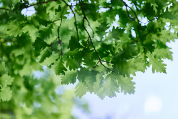 The green leaves of the oak tree close-up against the sky in the sunlight in the forest