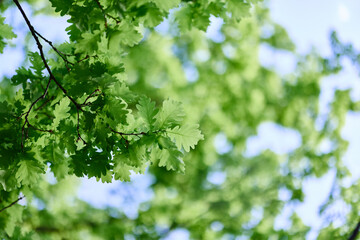 Fototapeta na wymiar Oak leaves close-up, green spring tree crown sunlight