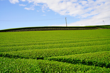 静岡のお茶畑