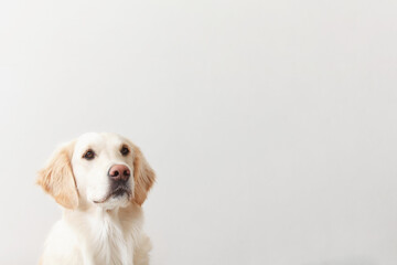 Young golden retriever dog looking up on white background