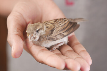 a sparrow bird hand close up 