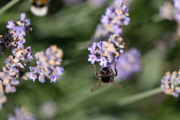 A bumblebee sits on lavender blues