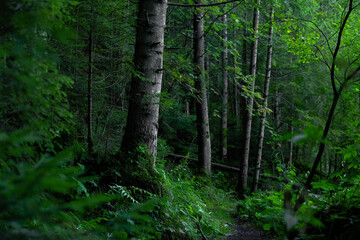 deep moody atmospheric forest vibrant green color, trees and moss in north and wet region of Earth