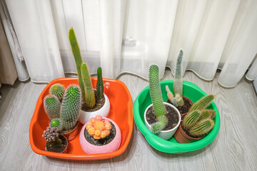 Cacti in basins to pour water during the absence of people