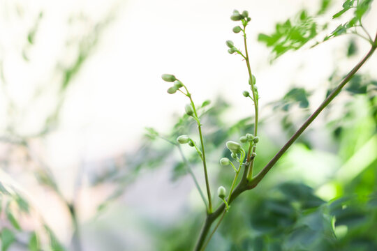 Closeup moringa flower, herb and medical concept, selective focus