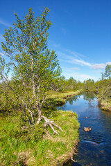 Stream in the highland at summer