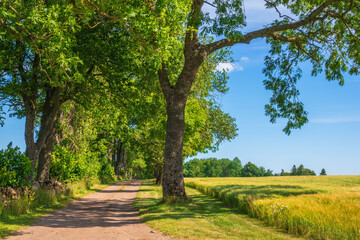 Tree avenue with a dirt road in the countryside