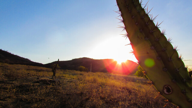 mandacaru cacti, portrait at sunset photos covered by the golden light of late afternoon, traditional brazil catos