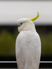 Close-up view of a white cockatoo.