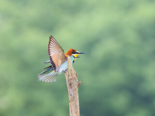 Bee-Eater on a branch