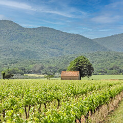Fototapeta na wymiar Maisonnette dans les vignes au pied d'une colline comme dans un paysage du printemps