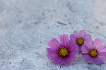 Flowers on natural travertine