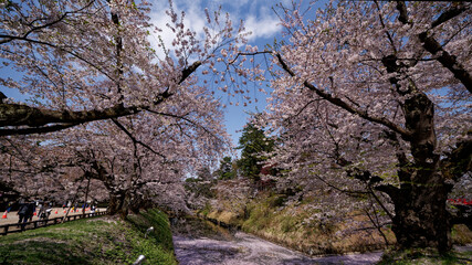弘前城のお堀と花筏