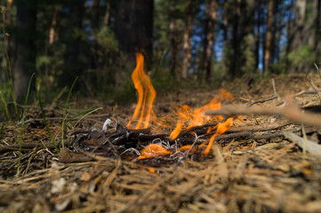 Fire in the forest. Flames from burning needles, dry grass and twigs. The threat of a forest fire...