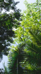 Fototapeta premium trees in the forest