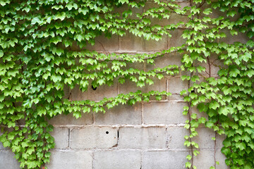 Ivy vine grown on concrete walls