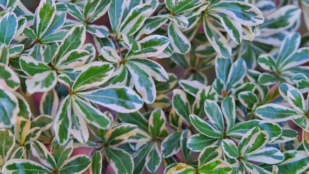Close-up  Black afara  leaf with blurred background,beautiful background nature for design work