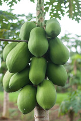 A Papaya tree with ripe and unripe fruit thrives. Papaya fruits growing on tree. 
