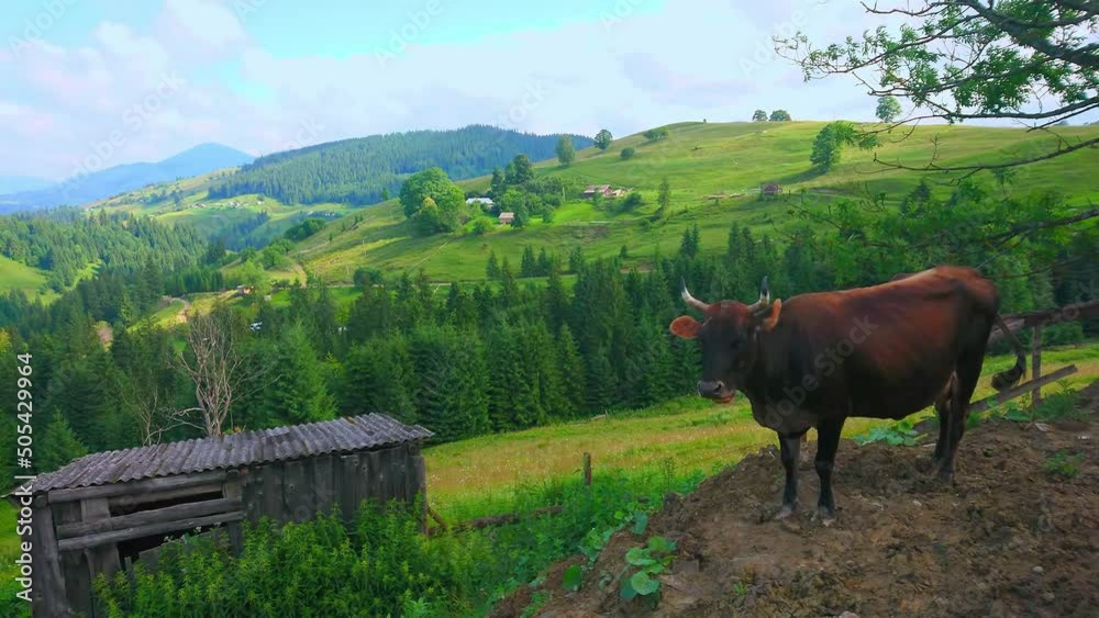 Sticker Cow on the mountain meadow, Carpathians, Verkhovyna, Ukraine