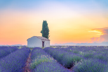 A lonely house into lavender fields near Valensole, Provence, France - 505430753
