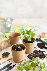 Mint seedlings in biodegradable pots near garden tools. Indoor gardening, germinating herb seeds
