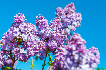 Purple lilac branch in spring against blue sky