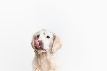 Dirty happy golden retriever licking on white background close up