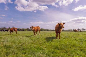 Krowy pasące się na soczystej zielonej łące w słoneczny wiosenny dzień. - obrazy, fototapety, plakaty
