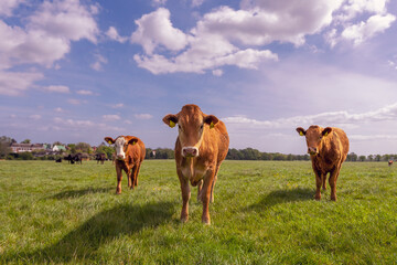 Krowy pasące się na soczystej zielonej łące w słoneczny wiosenny dzień.