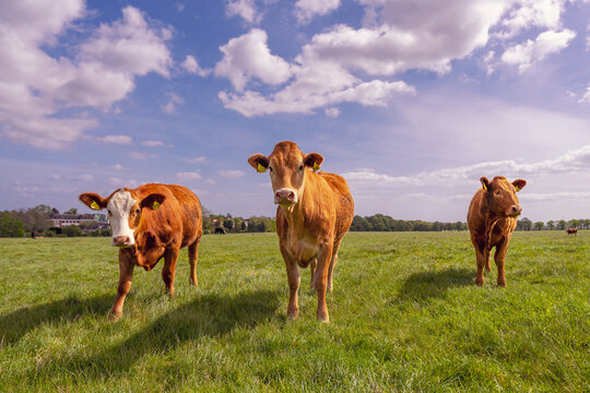 Krowy pasące się na soczystej zielonej łące w słoneczny wiosenny dzień.