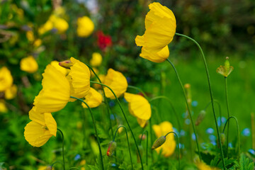 Żółte piękne maki w ogrodzie. - obrazy, fototapety, plakaty