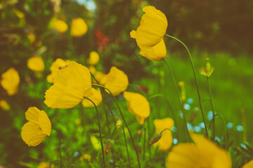 Żółte piękne maki w ogrodzie. - obrazy, fototapety, plakaty