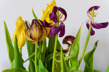 Bukiet przekwitłych tulipanów na jasnym tle. 