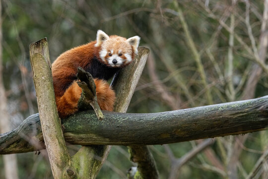 Panda roux.Ailurus fulgens - Red panda