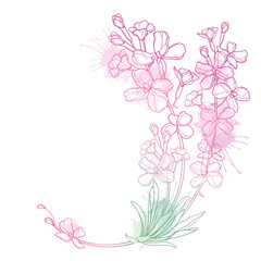 Round corner bouquet with outline Matthiola flower, bud and leaves in pastel pink isolated on white background.