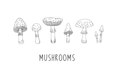 Mushrooms on a white background. Vector linear hand drawn graphics.