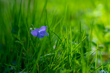 Naklejka premium Przylaszczka pospolita, mały niebieski kwiatek zbliżenie makro. 