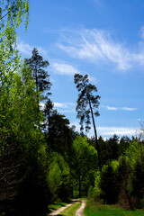 Wiosenny las w słoneczny piękny dzień. Soczysta zieleń drzew, słoneczne promienie.