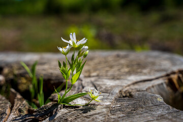 Zawilec, mały biały kwiatek kwitnący wiosną,  zbliżenie makro. 